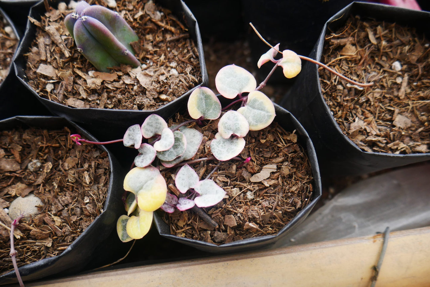 String of Hearts Variegated (Ceropegia woodii): Sale on Frek! - My Store