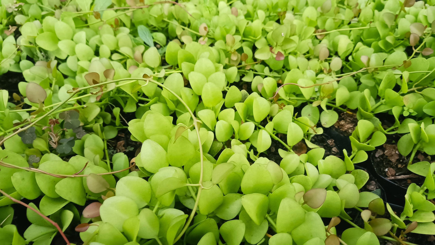 String of Nickels (Dischidia Nummularia) - Versatile Trailing Plant for Home, Office, and Garden Decor - My Store