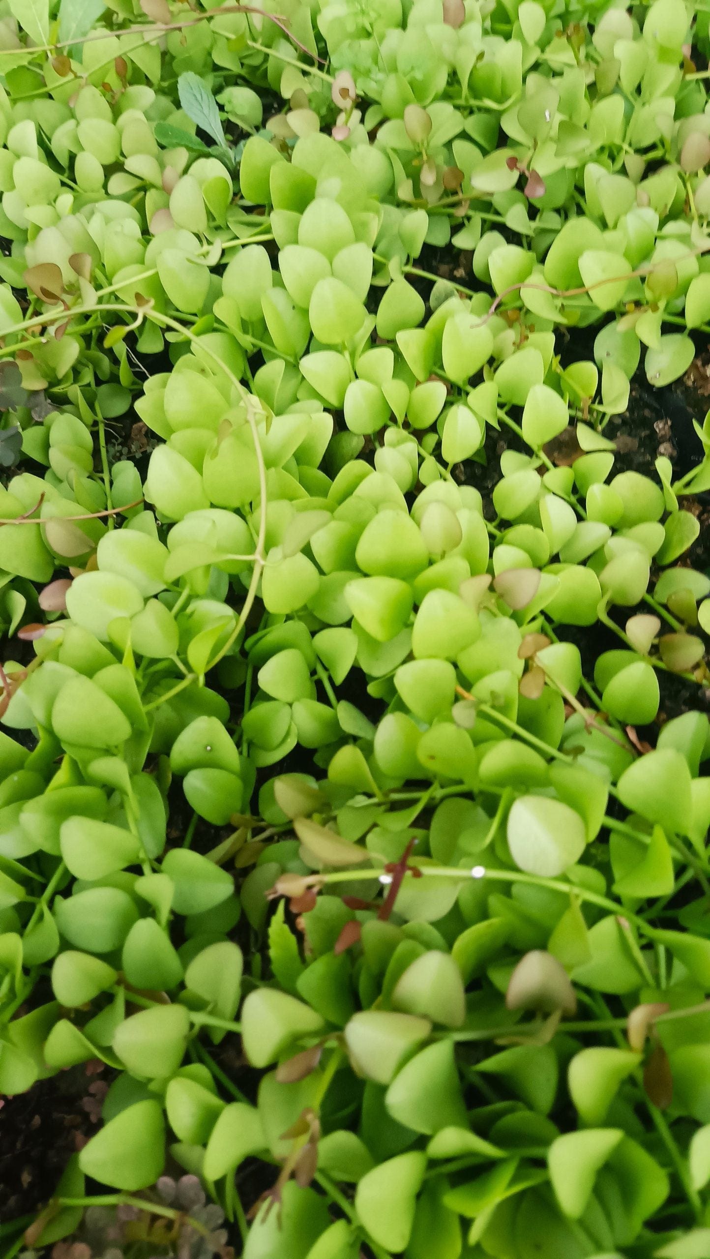 String of Nickels (Dischidia Nummularia) - Versatile Trailing Plant for Home, Office, and Garden Decor – Bare-Rooted