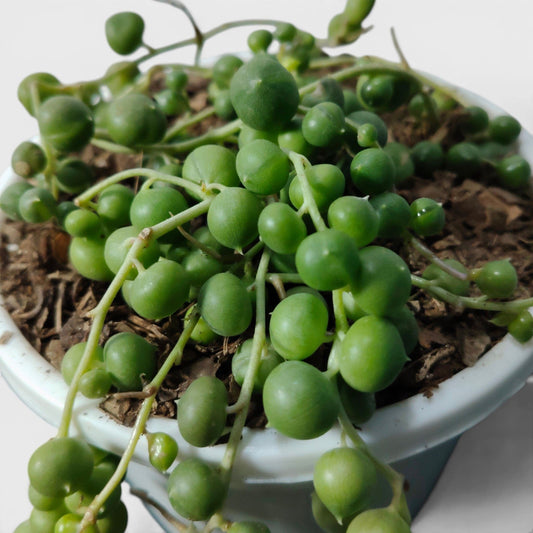 String of Pearls Non Variegated – Bushy Well Matured & Well Rooted Hanging Succulent Plant | Perfect for Home Decor | Bare Rooted
