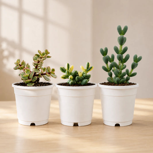 Buy 3 Get 1 Free Premium Succulent Combo – 4 Plants Included