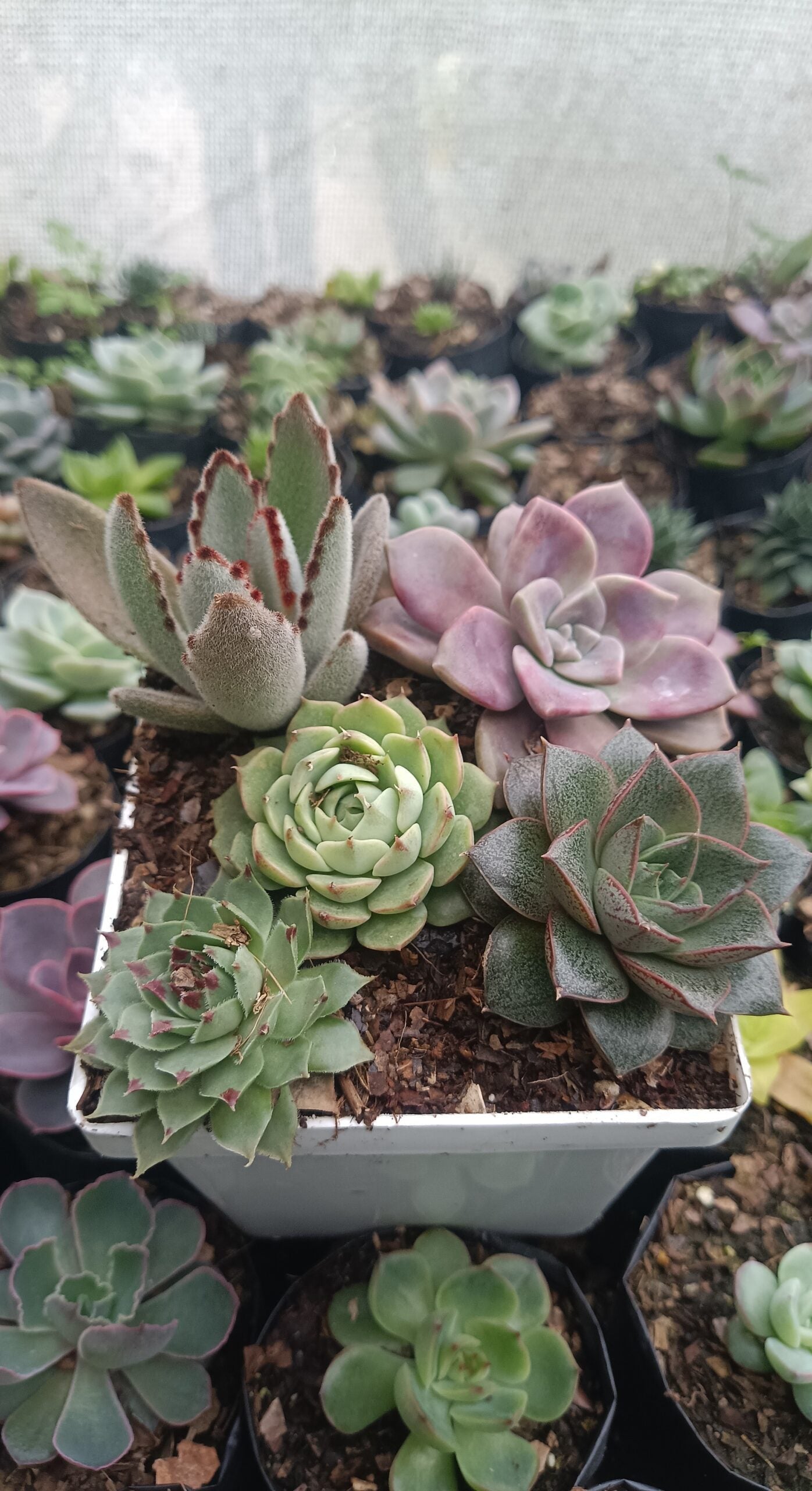 Succulents Combo Set 5 - II | Buy Succulents Online India at Up to 50% Off - My Store