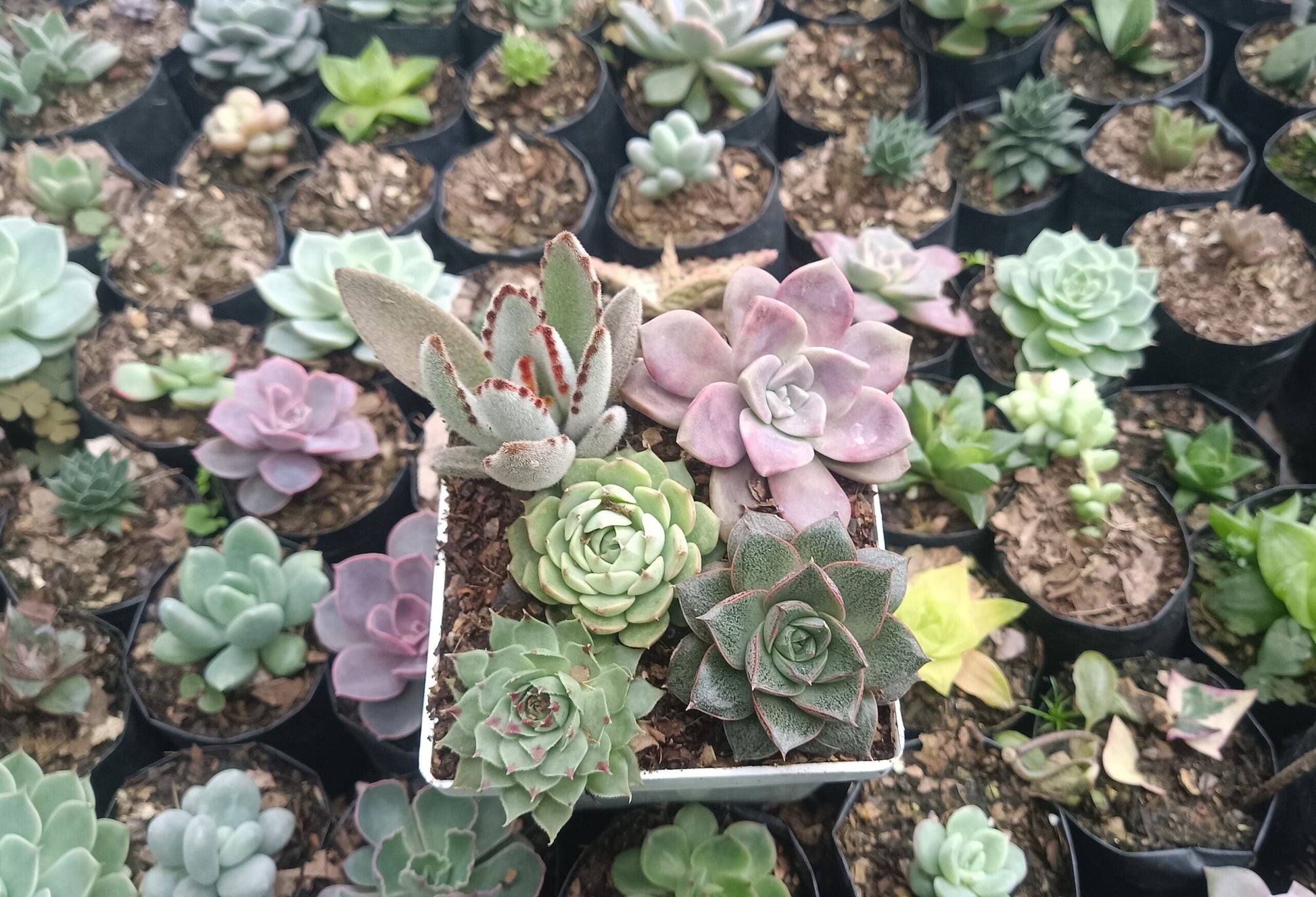 Succulents Combo Set 5 - II | Buy Succulents Online India at Up to 50% Off - My Store