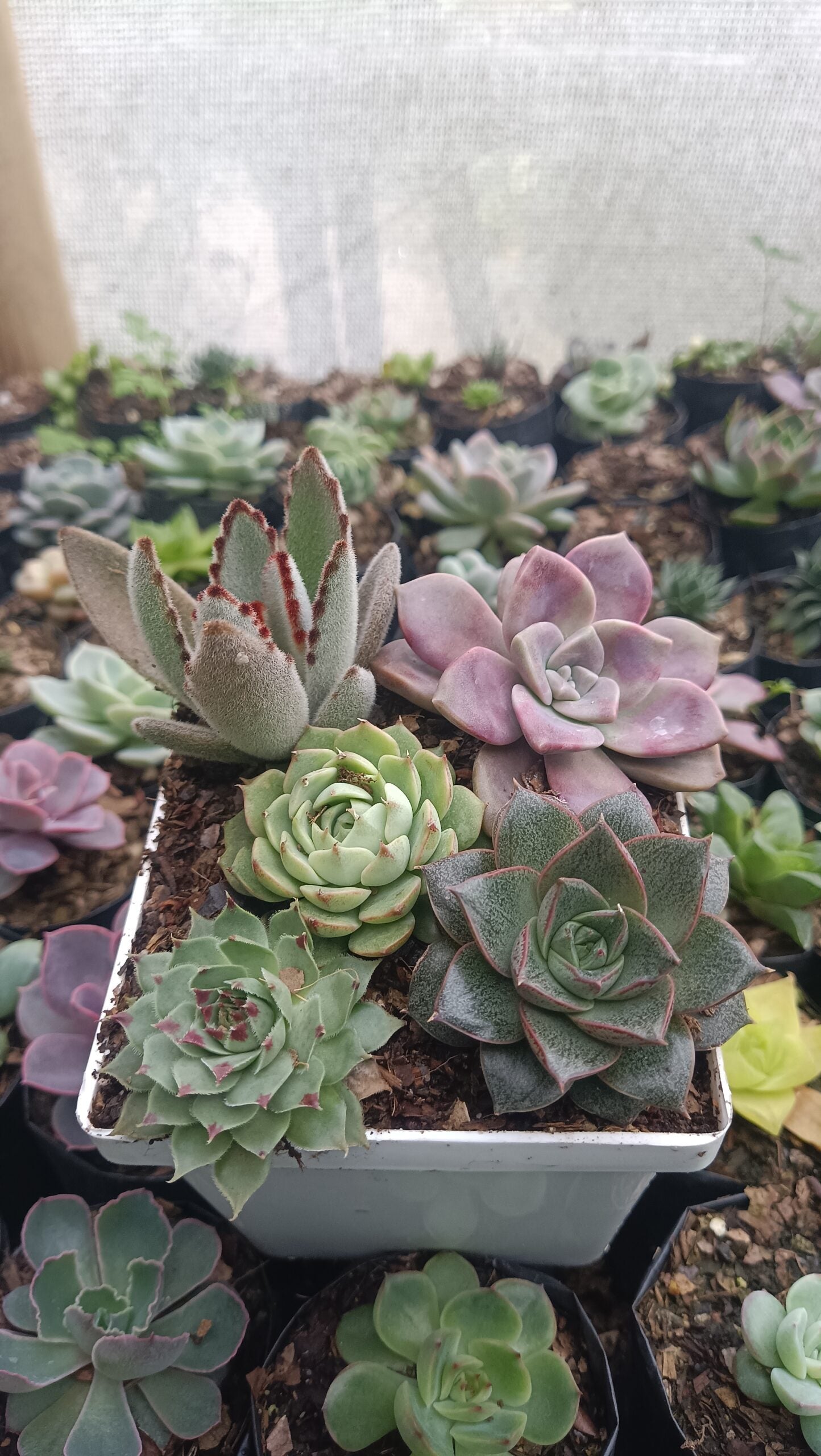 Succulents Combo Set 5 - II | Buy Succulents Online India at Up to 50% Off - My Store