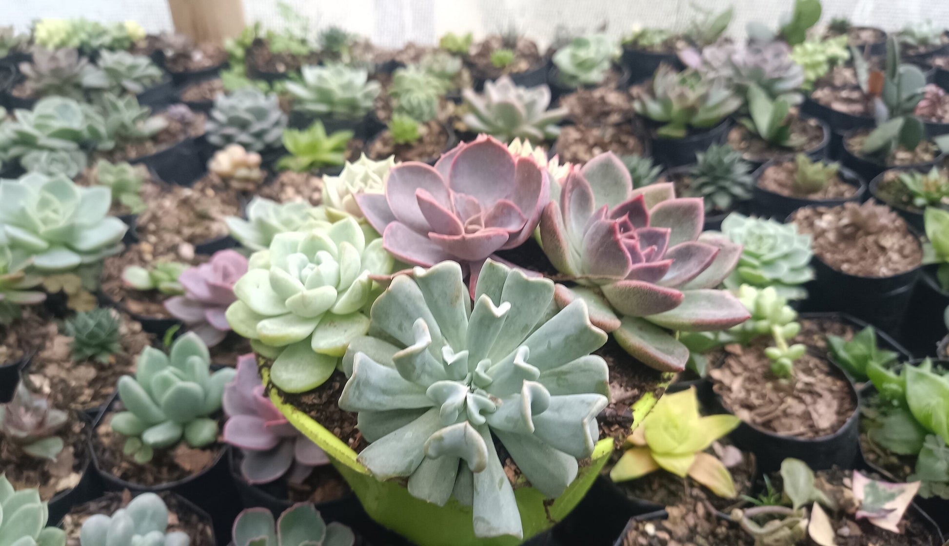 Succulents Combo Set of 6 – Perfect for Home, Office, and Garden Décor - My Store