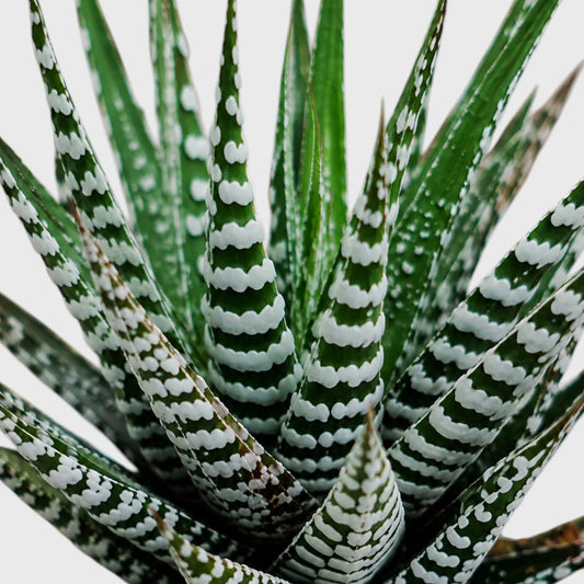 Super White Haworthia Attenuata Zebra | Mature Well Rooted Live Succulent