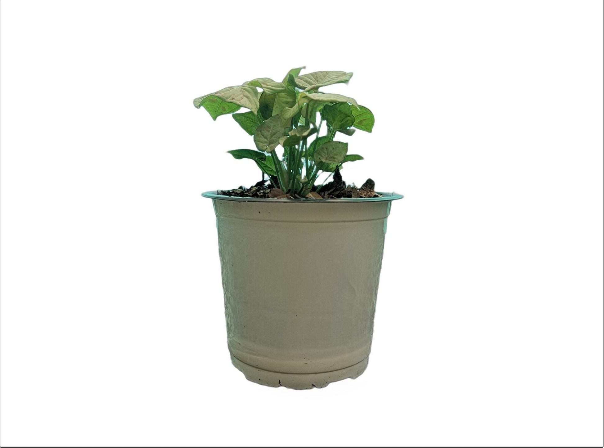 Syngonium Milk Confetti Plant - My Store