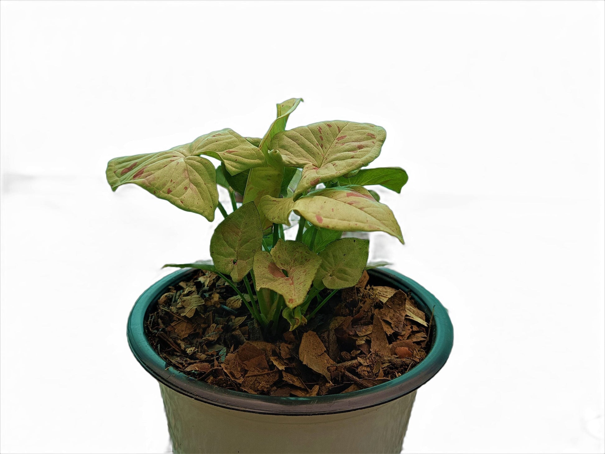 Syngonium Milk Confetti Plant - My Store