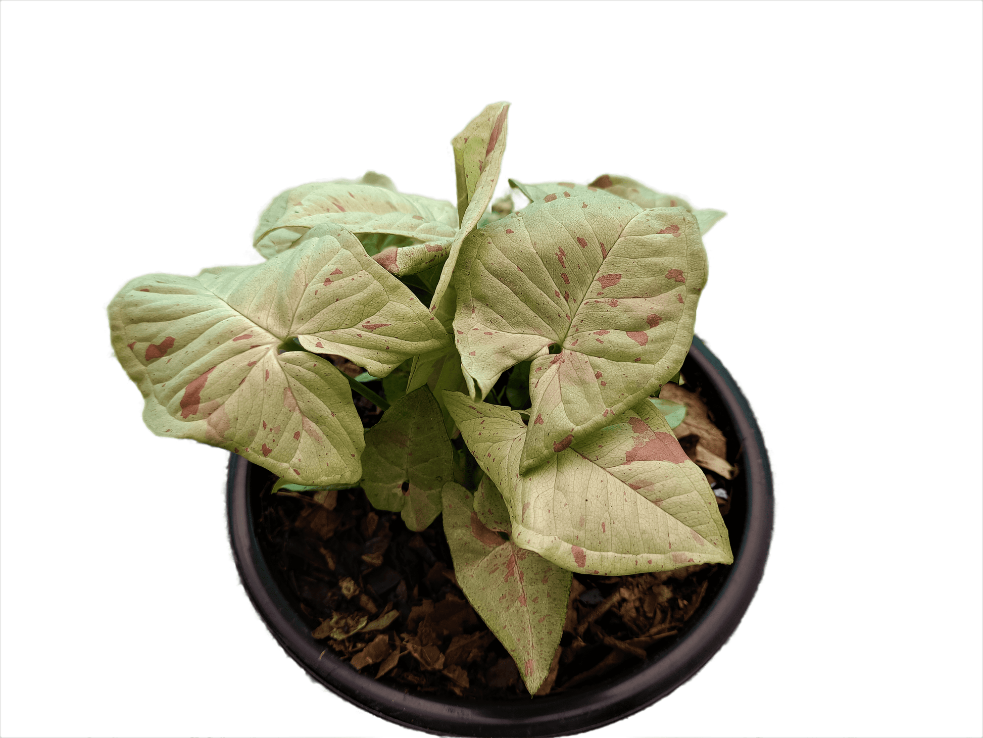 Syngonium Milk Confetti Plant - My Store