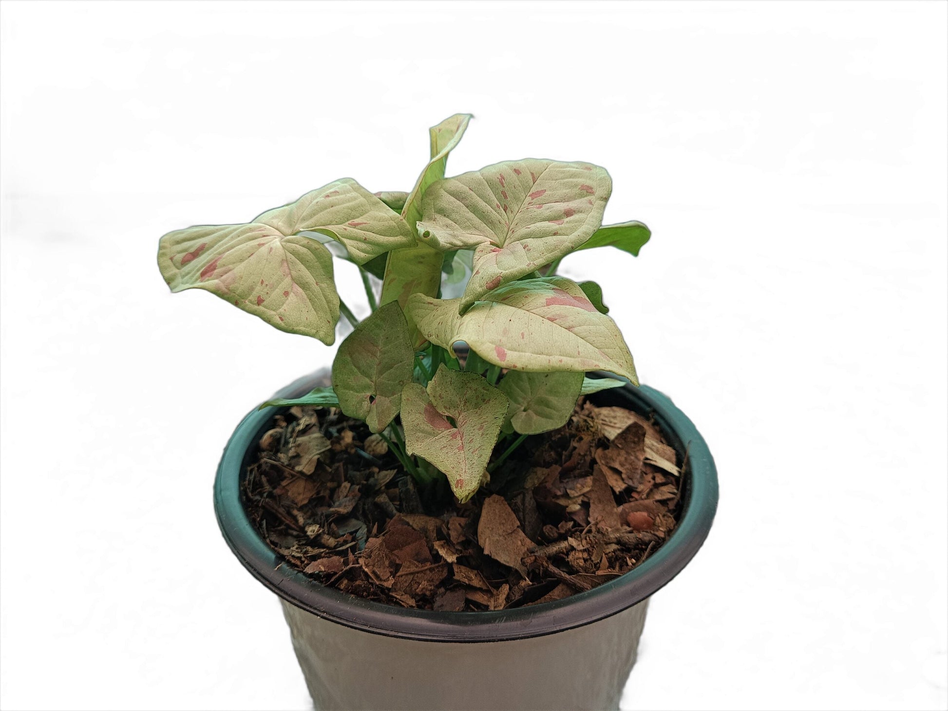 Syngonium Milk Confetti Plant - My Store