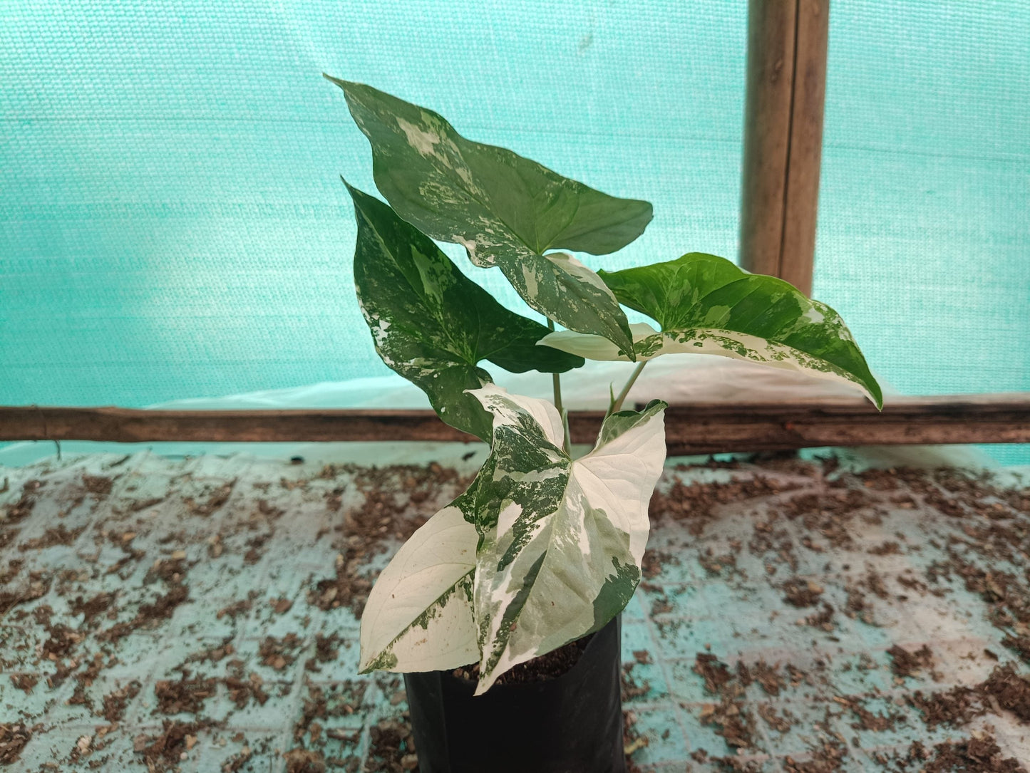 Syngonium White Variegated - A Stunning Botanical Marvel at Unbeatable Prices! Grab Yours Before the Offer Ends! – Bare-Rooted