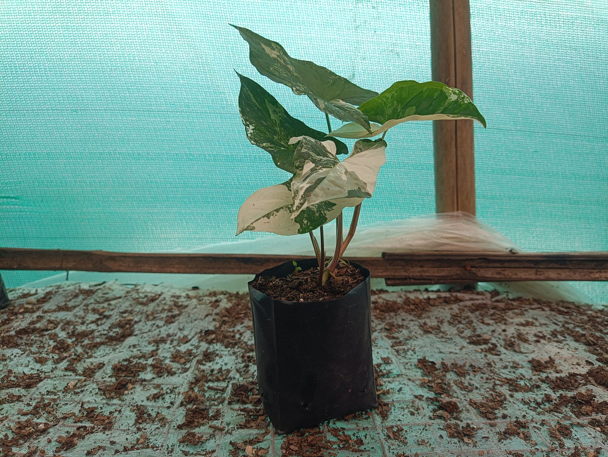 Syngonium White Variegated - A Stunning Botanical Marvel at Unbeatable Prices! Grab Yours Before the Offer Ends! - My Store