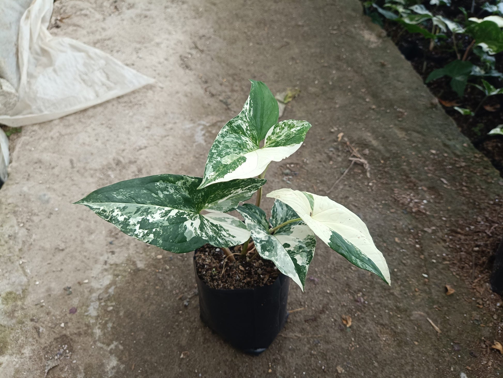 Syngonium White Variegated - A Stunning Botanical Marvel at Unbeatable Prices! Grab Yours Before the Offer Ends! - My Store