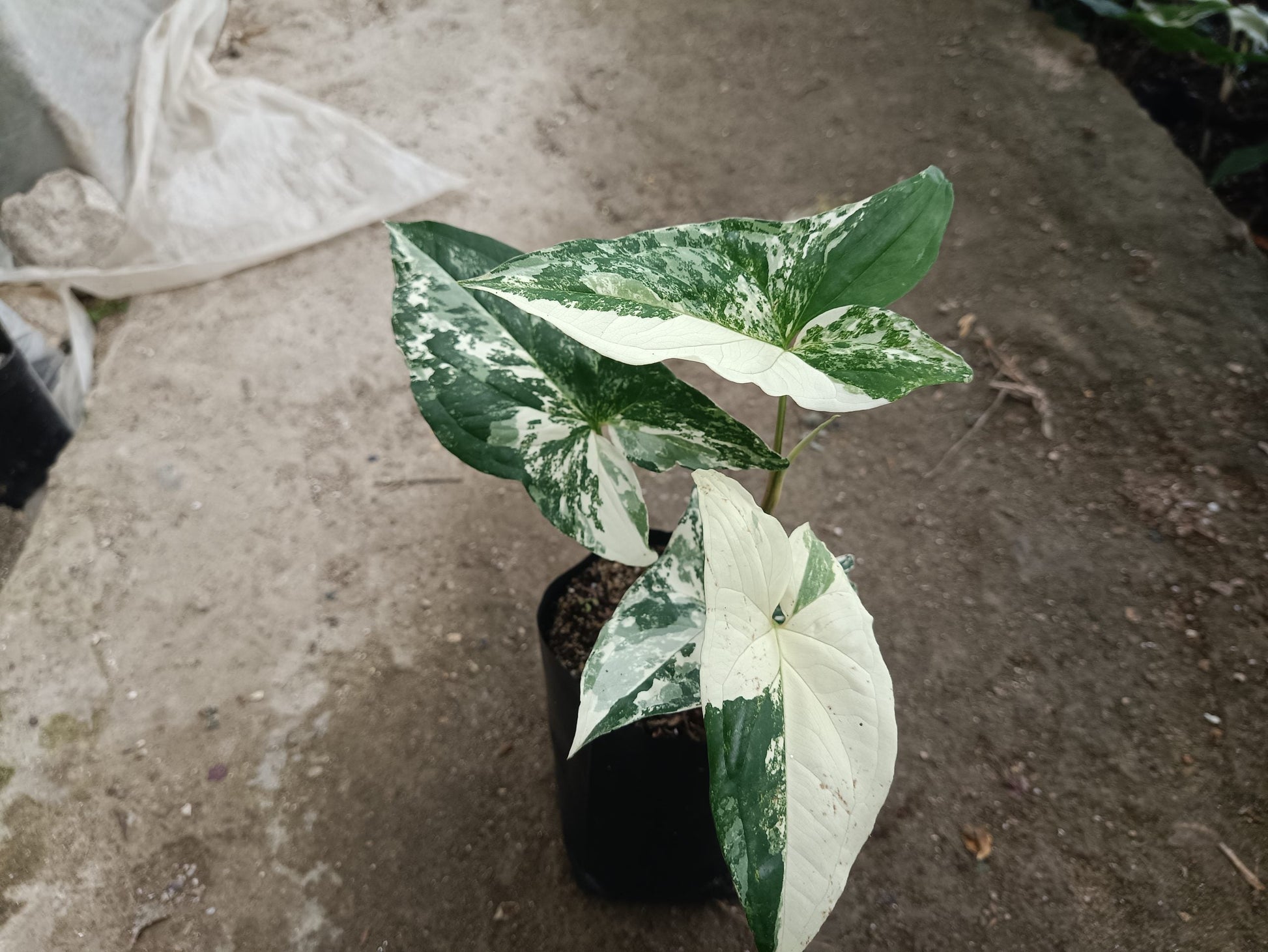 Syngonium White Variegated - A Stunning Botanical Marvel at Unbeatable Prices! Grab Yours Before the Offer Ends! - My Store