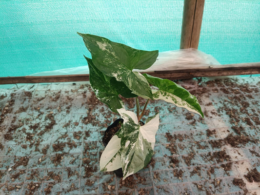 Syngonium White Variegated - A Stunning Botanical Marvel at Unbeatable Prices! Grab Yours Before the Offer Ends! – Bare-Rooted