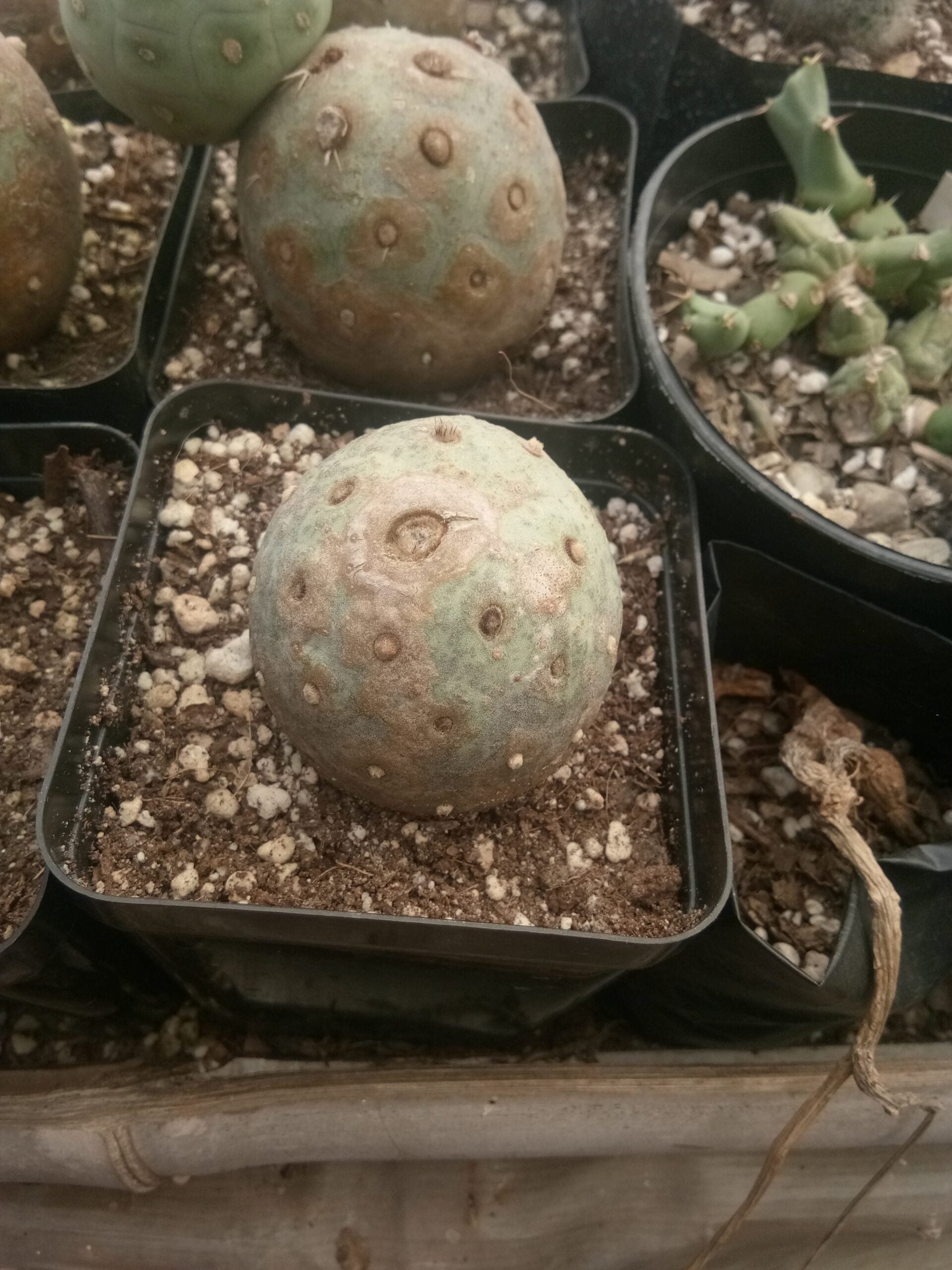 Tephrocactus Geometricus Cactus - Available at Frek - My Store