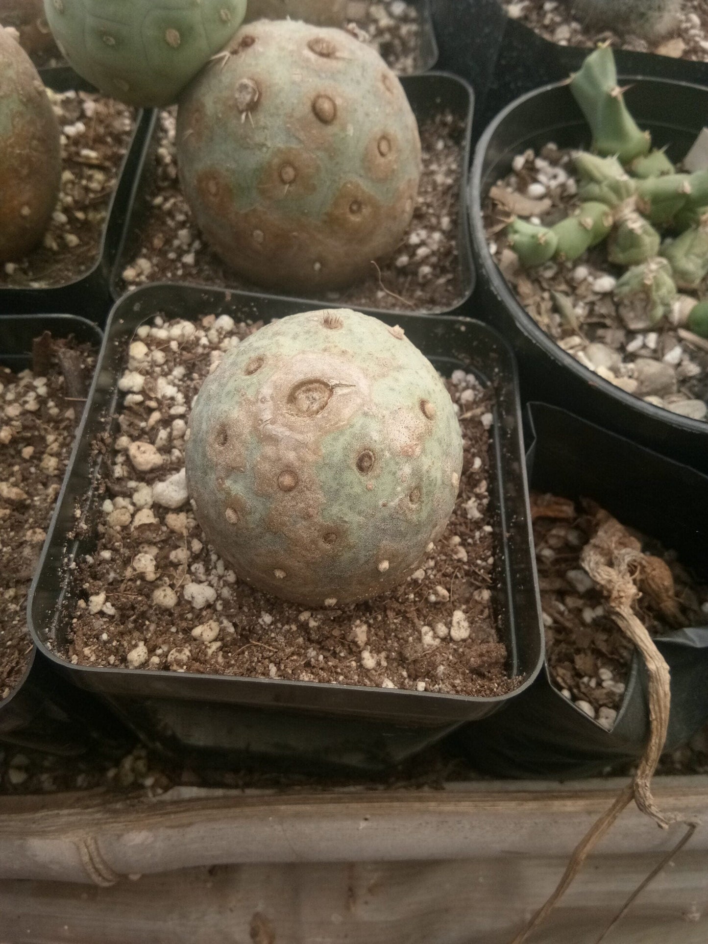Tephrocactus Geometricus Cactus- Available at Frek – Bare-Rooted