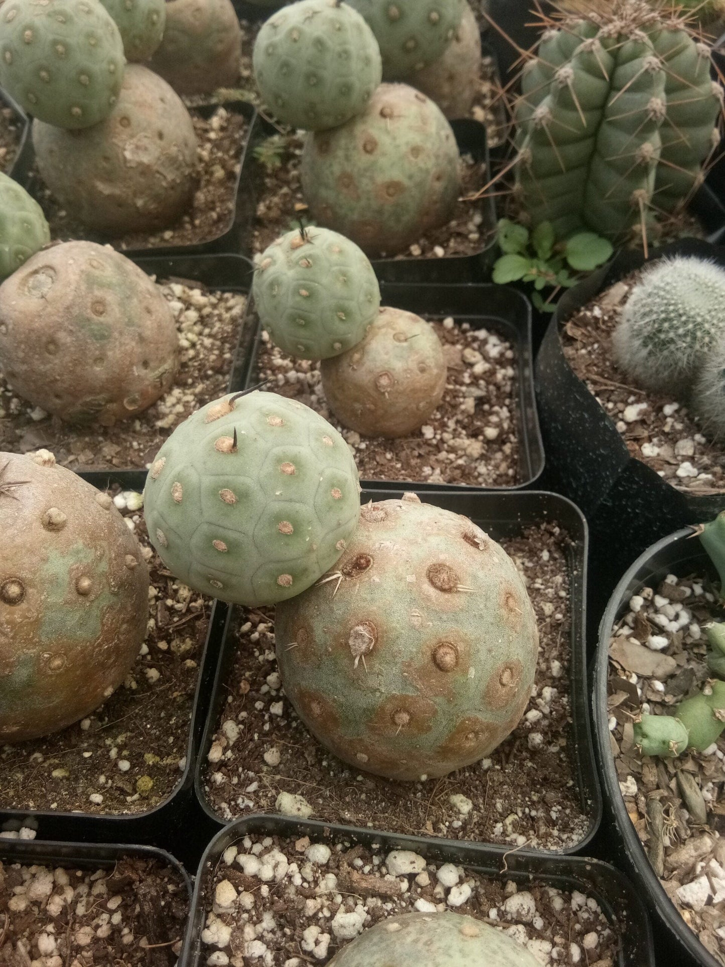 Tephrocactus Geometricus Cactus- Available at Frek – Bare-Rooted