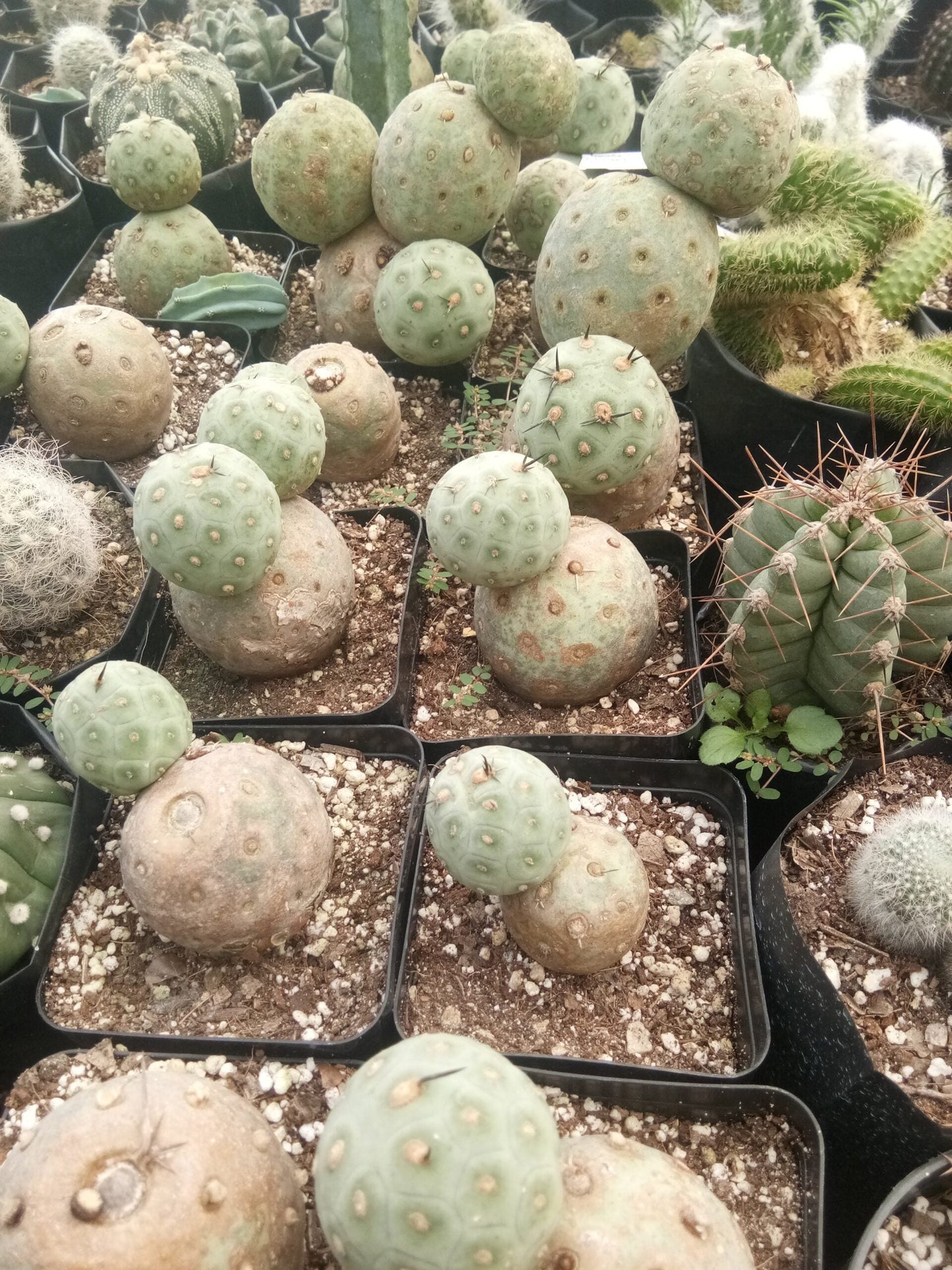 Tephrocactus Geometricus Cactus - Available at Frek - My Store