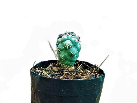 Thelocactus 2+ Year Old Mature Cactus – Medium Size | Premium Collector Plant