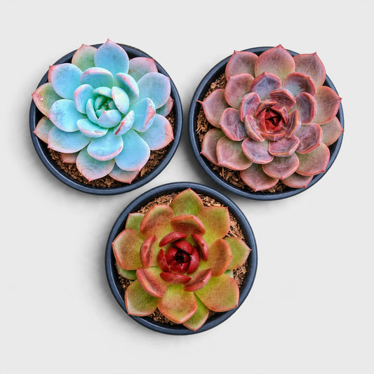 Echeveria Hybrid Trio – 3 Colourful Collector Succulents Bundle