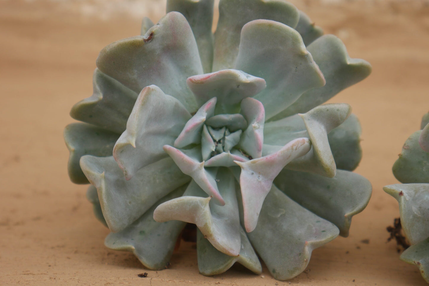 Topsy Turvy Echeveria Succulent – Buy at Lowest Price Online - Unbeatable Savings! - My Store