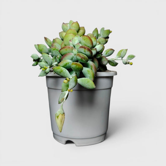 Cliff Cotyledon (Cotyledon Pendens) – Rare Trailing Succulent | Hanging Indoor Plant | Bare Rooted