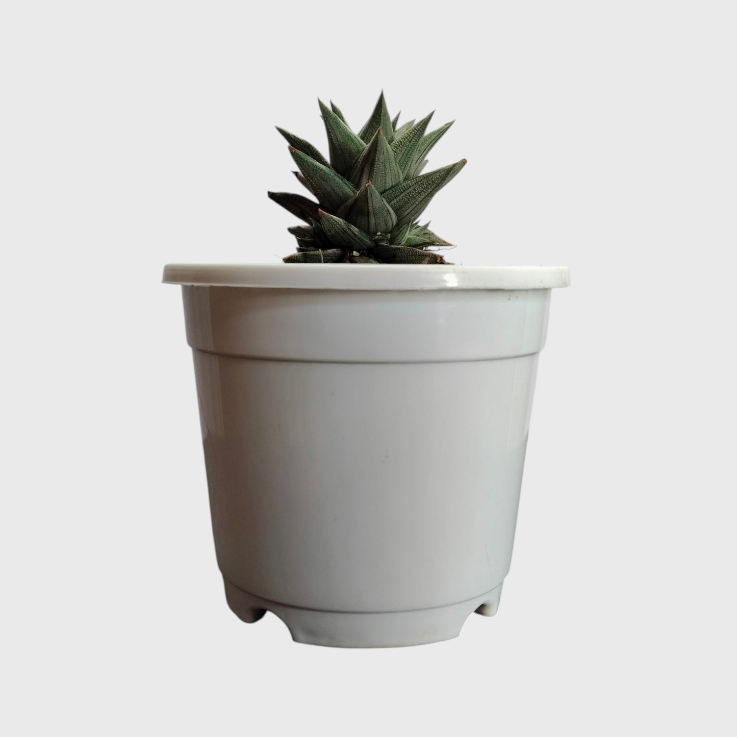 Haworthia Tortuosa Variegated - Rare Imported Succulent Plant | With Pot