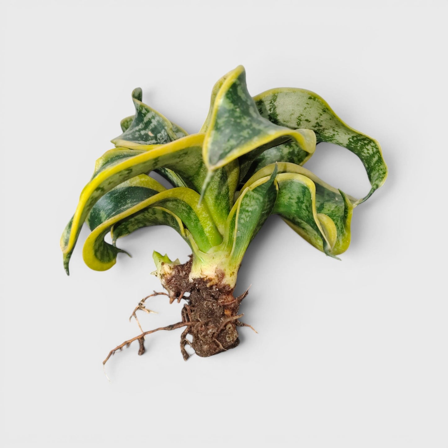 Sansevieria Twister (Tsunami Snake Plant) – Air Purifying Indoor Plant | Bare Rooted