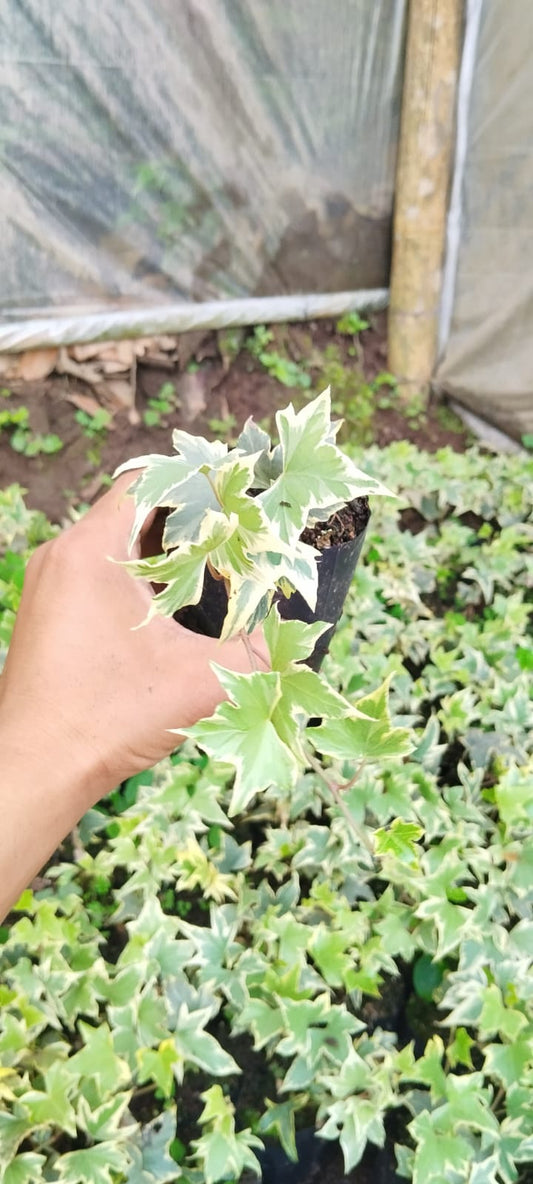 Variegated English Ivy (Hedera Helix) - Timeless Beauty for Any Space - My Store