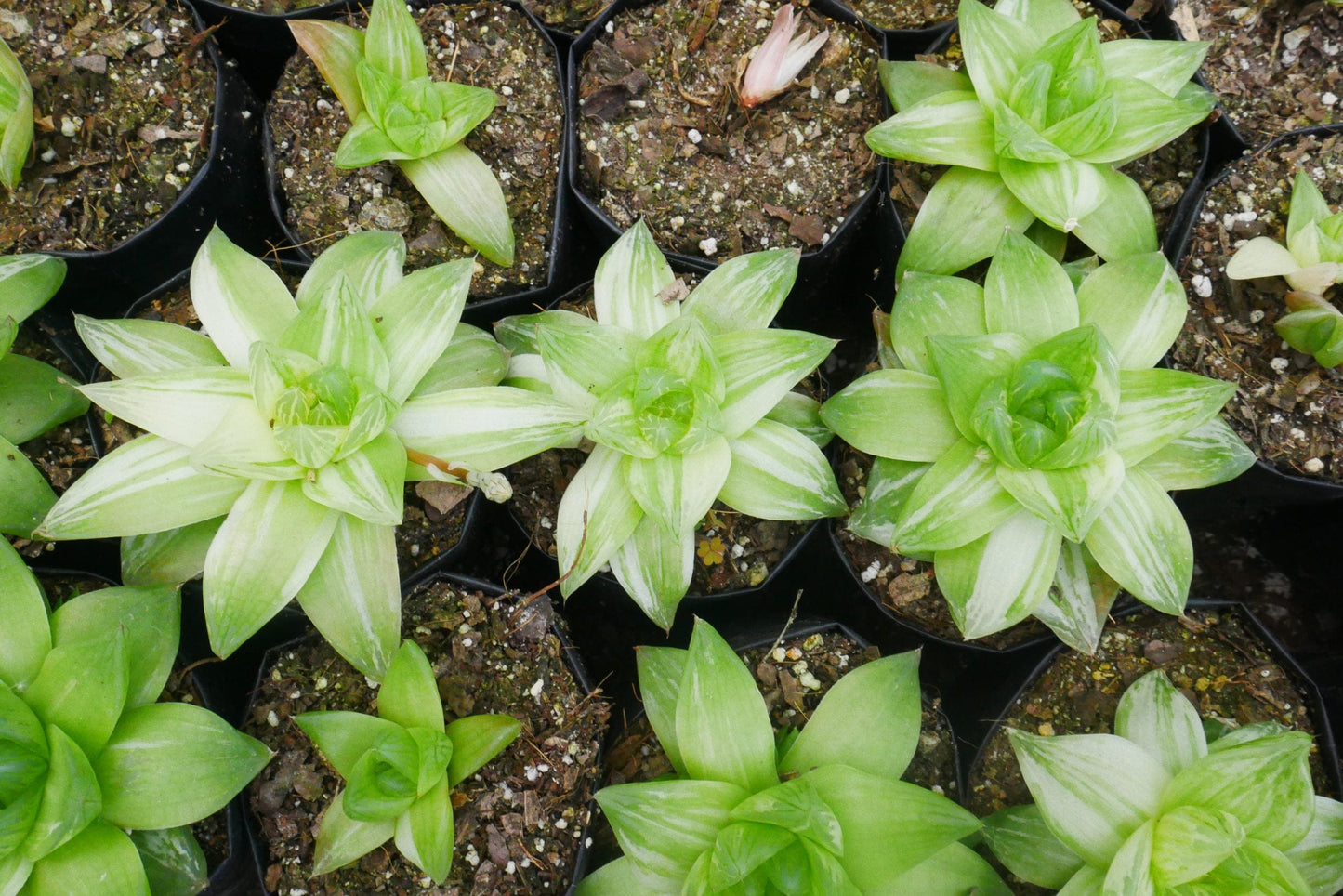 Variegated Haworthia Cymbiformis: Available on Frek! – Bare-Rooted