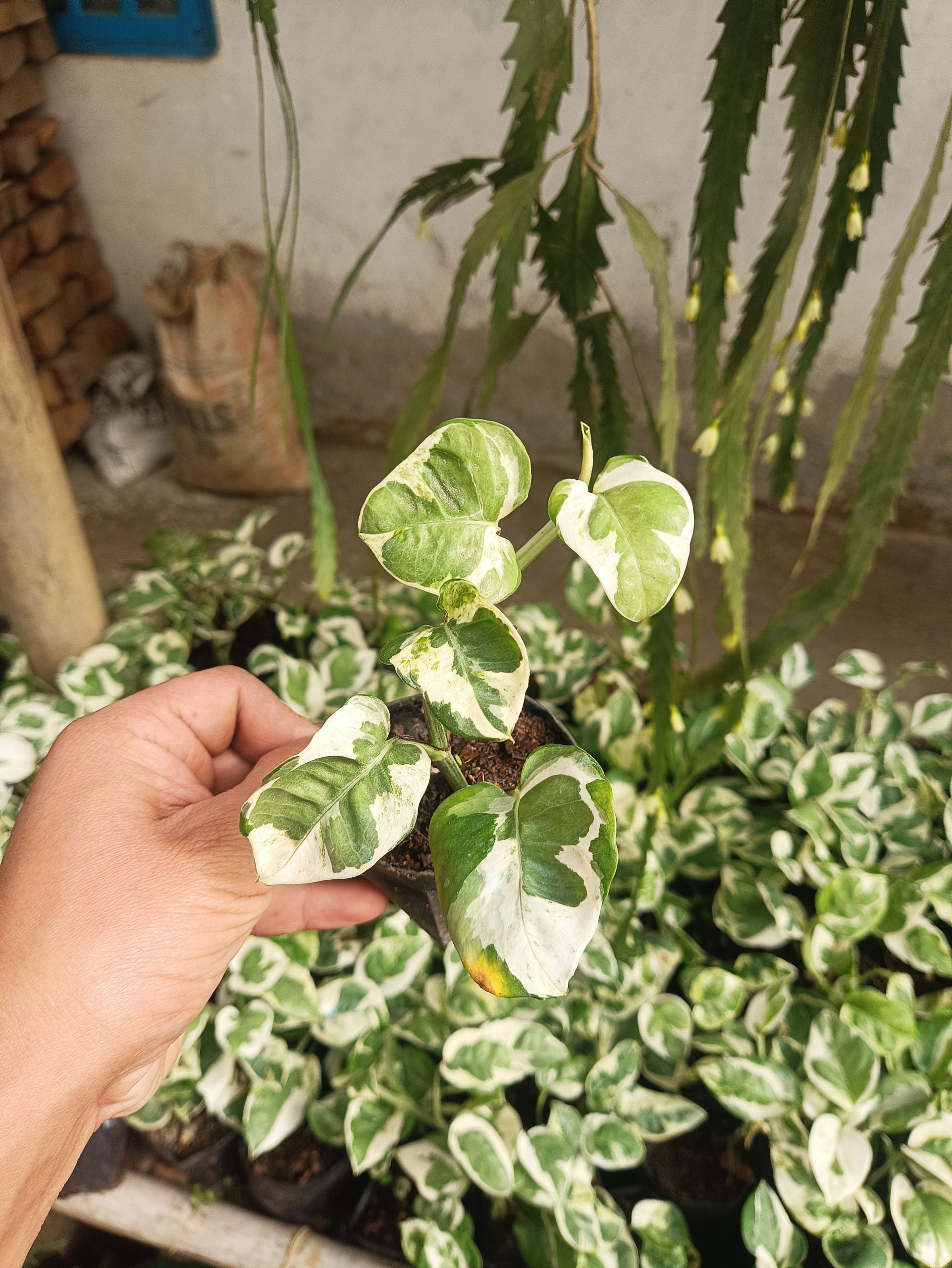 Variegated Money Plant (Pothos) - Epipremnum aureum - My Store