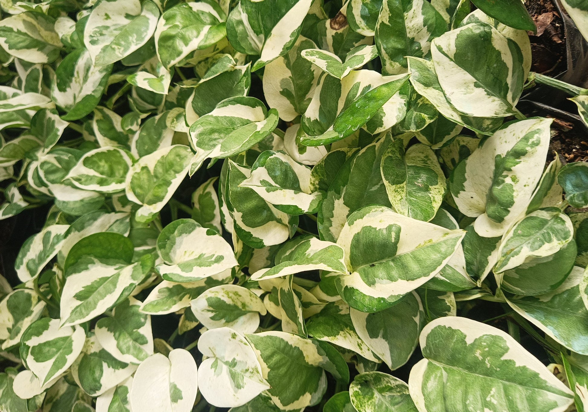 Variegated Money Plant (Pothos) - Epipremnum aureum - My Store