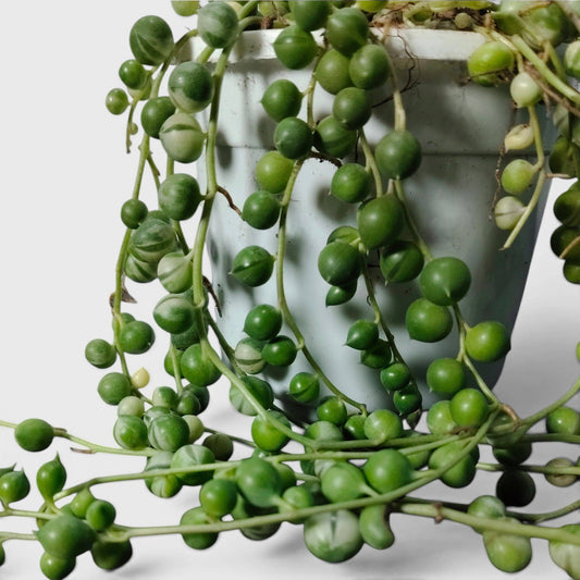 String of Pearls Variegated – Bushy Well Rooted Trailing Hanging Succulent Plant | Low Maintenance Home Decor Plant | Bare Rooted