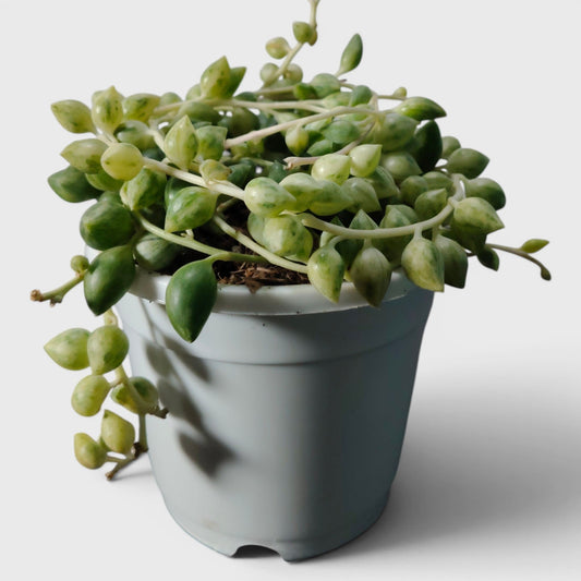 String of Tears Variegated – Bushy Well Rooted Trailing Hanging Succulent Plant | Low Maintenance Indoor Plant | Bare Rooted