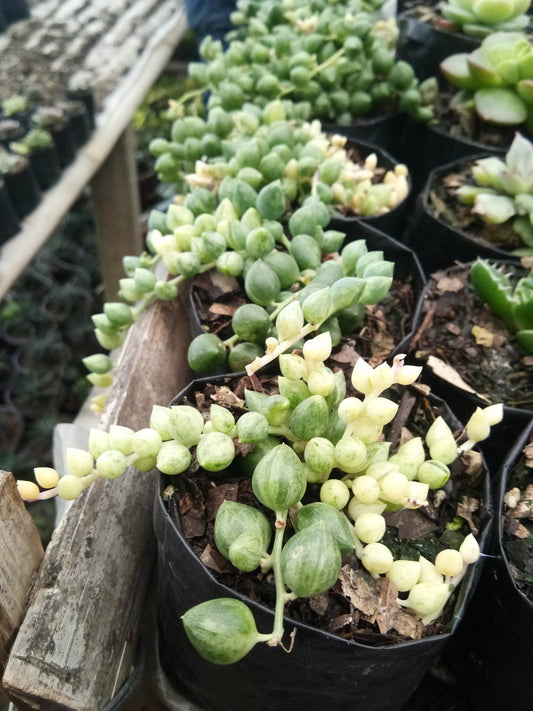 Variegated String of Tears Bare-Rooted Succulent Plant
