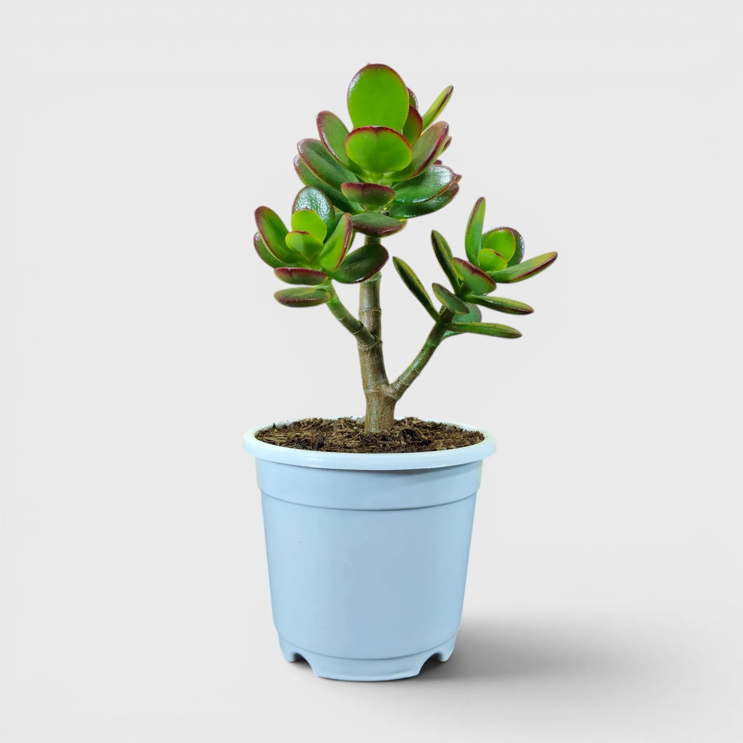 Mature jade plants with attractive foliage