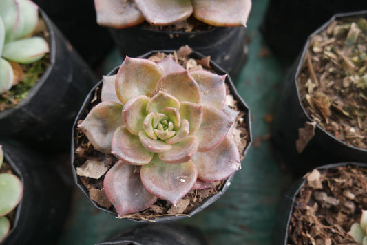 Vishnu Kamal "Echeveria Black Prince" - For Home, Office, and Garden – Bare-Rooted