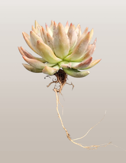 Pink Pachyphytum Hookeri Hybrid (Pink Moonstone) | Bare-Rooted – Mature & Well-Rooted Succulent | Perfect for Gifting & Home Décor