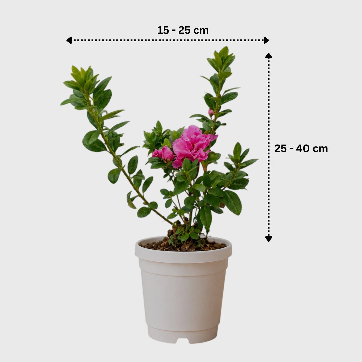 Azalea Hot Pink | Well Rooted Mature Flowering Plant
