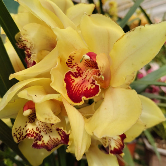 Yellow Cymbidium orchid with red patterned lip