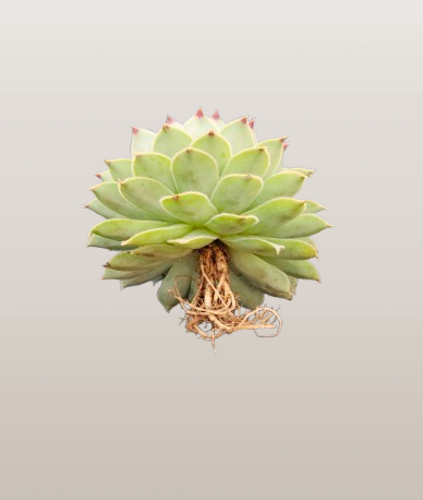 Laxmi Kamal (Sempervivum Green Wheel) Variegated | Bare-Rooted – Buy Now at Frek!