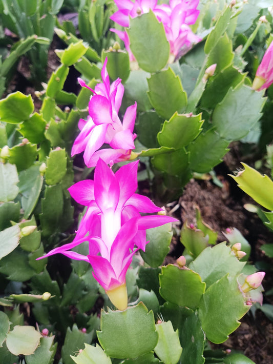 Zygo Christmas Cactus Purple - Vibrant Blooms for Office, Home, and Garden Decor – Bare-Rooted