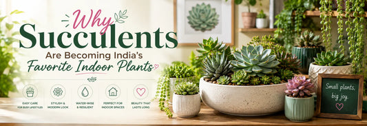 Premium succulent plants collection for modern Indian homes