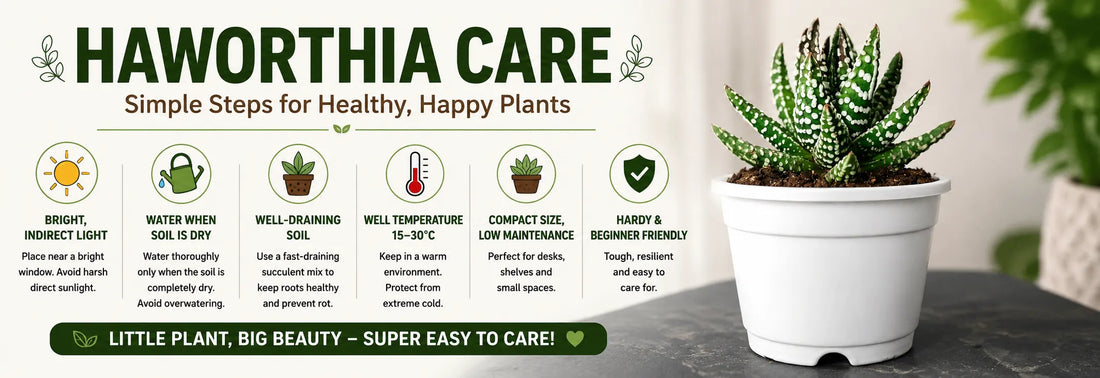 How to Care for Haworthias – Complete Beginner Guide for Healthy Indoor Succulents