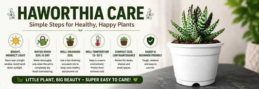 How to Care for Haworthias – Complete Beginner Guide for Healthy Indoor Succulents