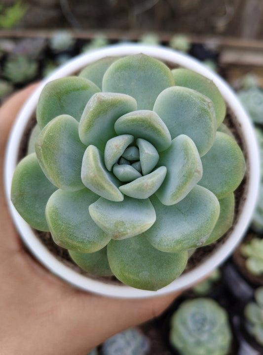How to Care for Succulents: A Complete Beginner’s Guide