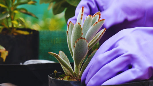 After receiving plant guidelines