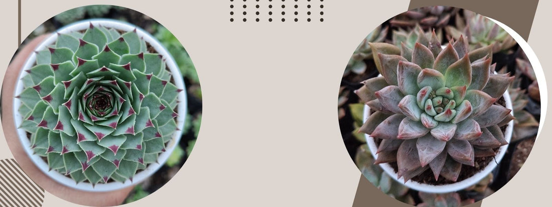 How to Care for Succulents: A Complete Beginner’s Guide