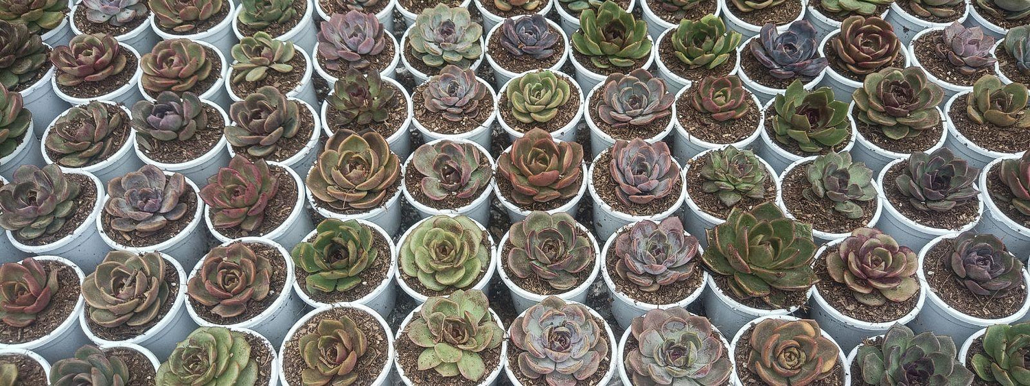Echeveria - Frek